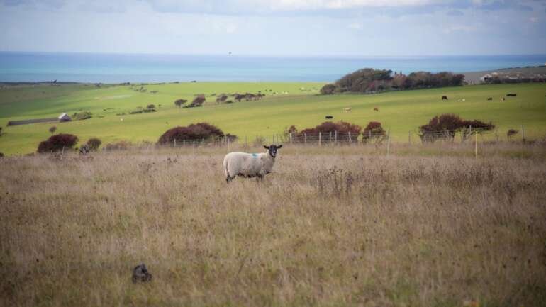 Integrating Livestock & Trees: A Sustainable Farming Model