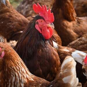 Veterinary & Livestock Care